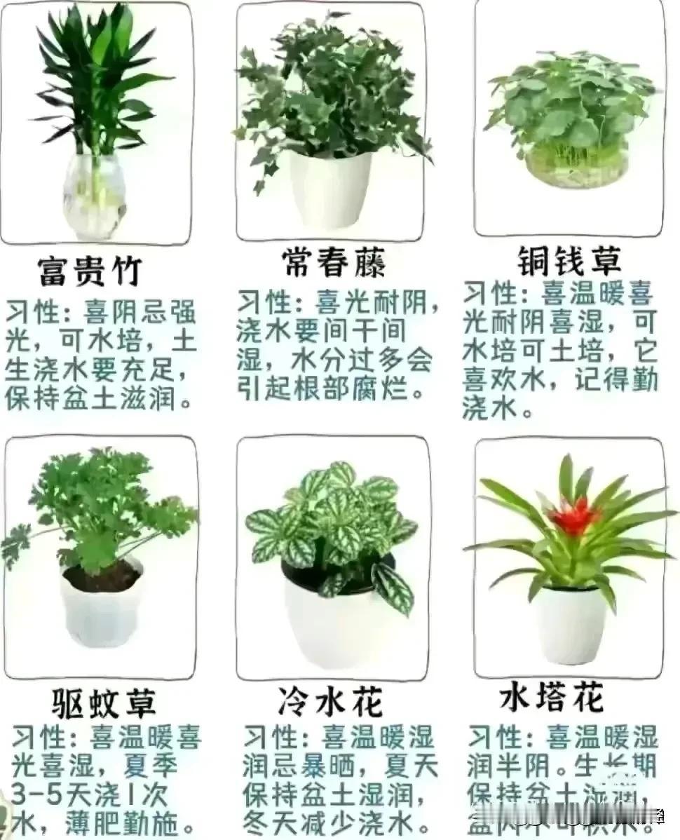 真的快五十岁了才知道，原来养花养草养树还有这么多讲究，原来养花养草养树并非简单的