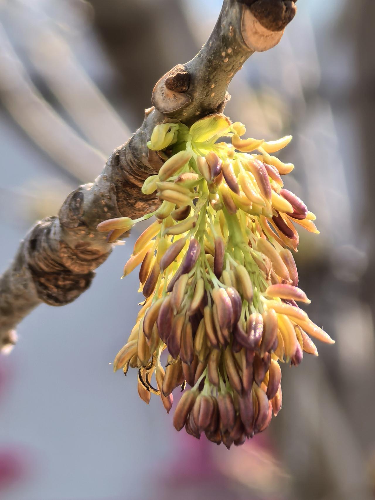 秋天的白蜡树叶金黄，春天的白蜡花丝丝缕缕[呲牙]