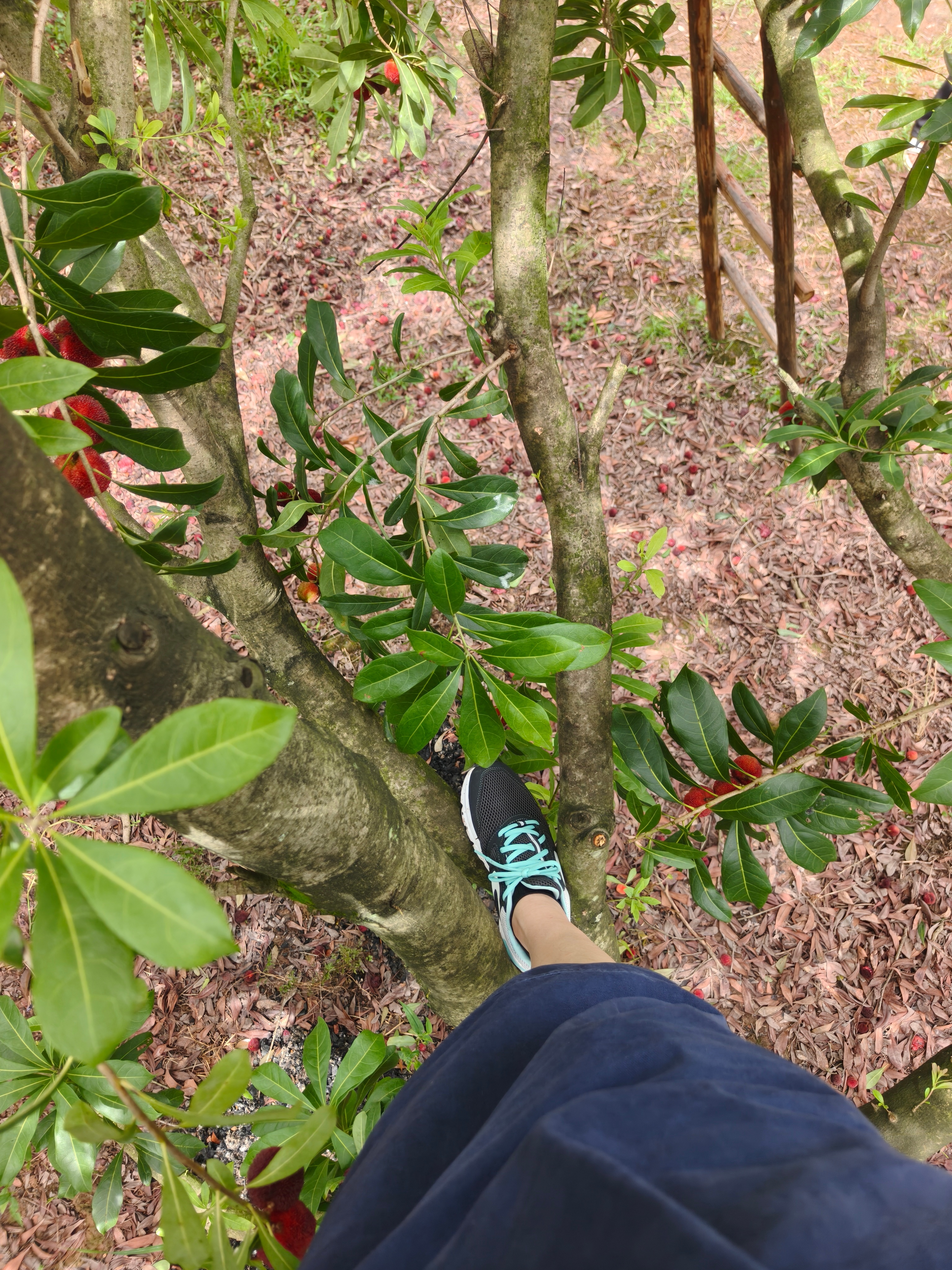 摘杨梅啦，摘东魁杨梅啦！当然了，我不摘，孩子们摘！兰溪马涧杨梅