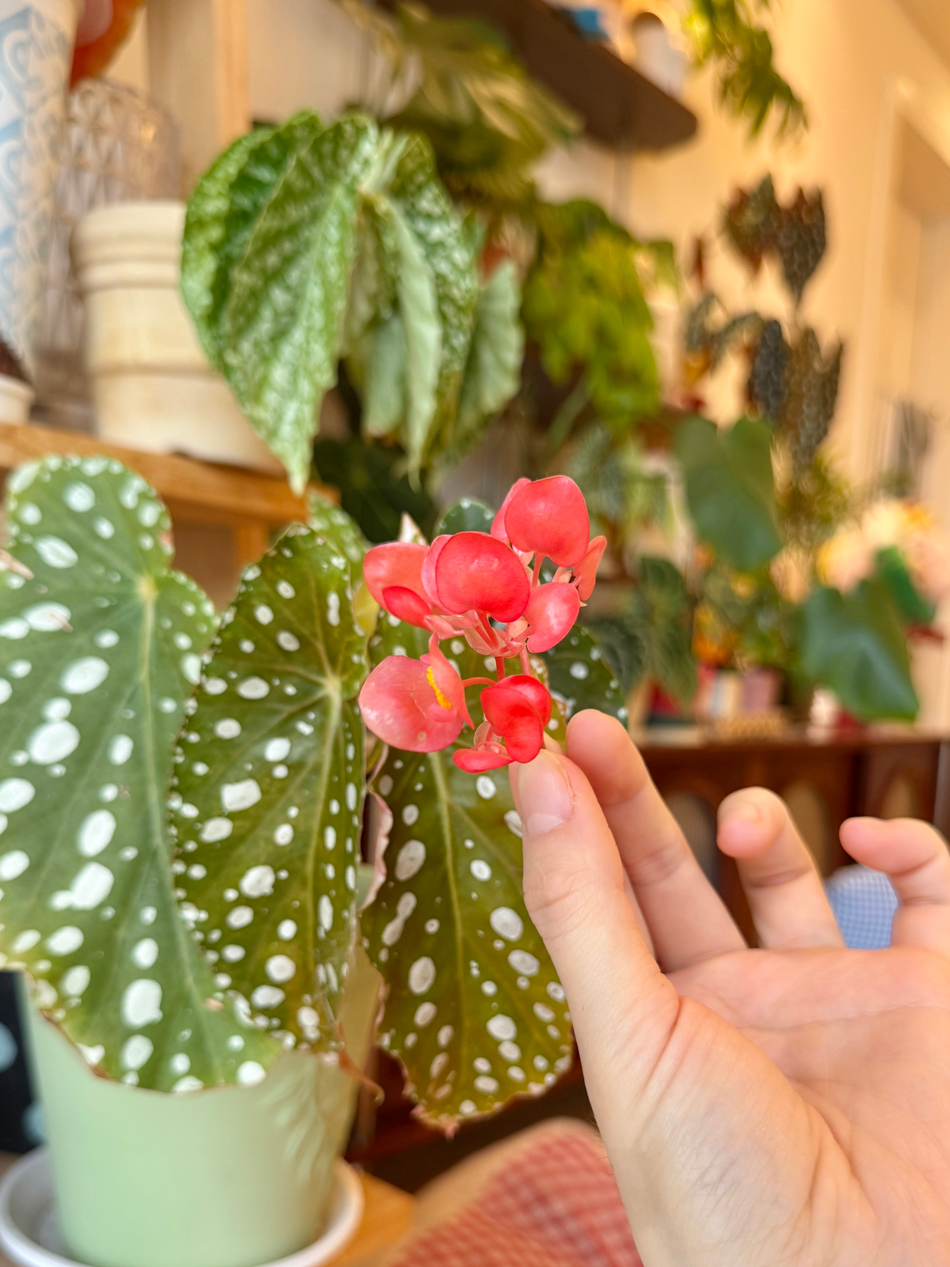 鳟鱼秋海棠开的花花颜色 总感觉像染了劣质色素微风竹节的白花花就素雅很多 