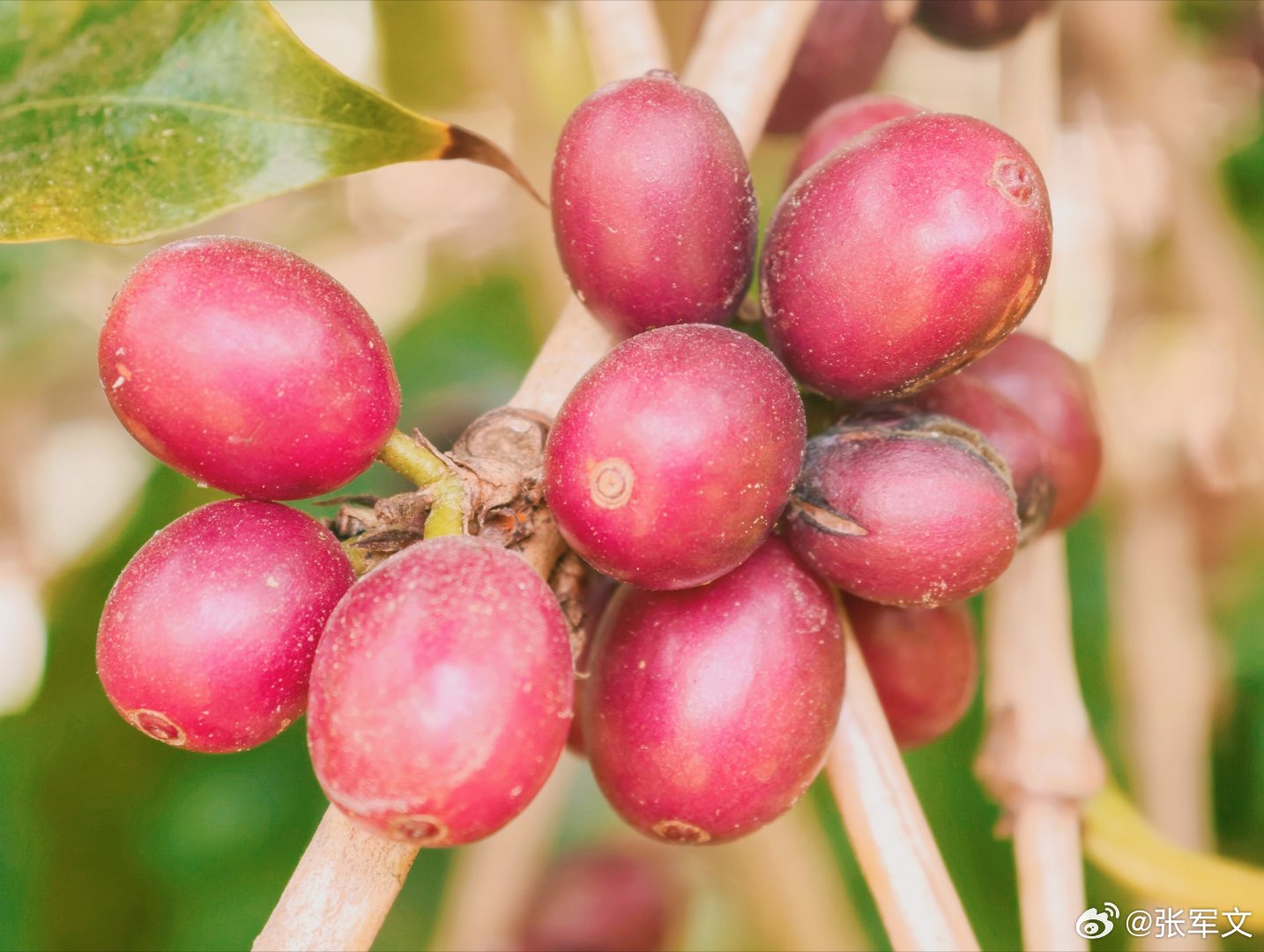 七彩云南万千气象 云南省农科院热经所潞江坝研究基地太牛啦！它可是国内最早投身咖啡