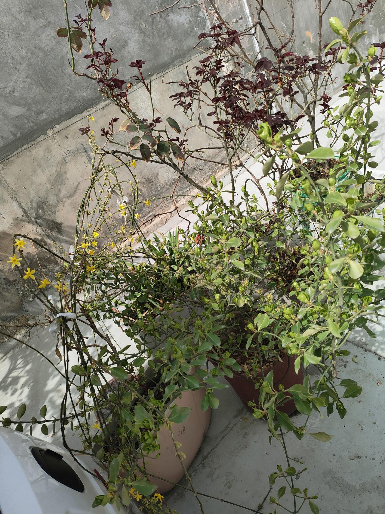 藤蔓与新叶在阳光下纠缠生长，几点黄花像撒落的星子，把小院的角落，晕成了春的小宇宙