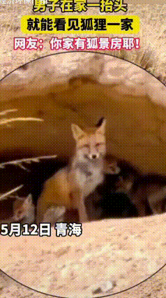 青海草原神仙邻居：狐狸住牧民隔壁一年,从不偷羊只蹭零食
从去年八月开始，一只野生