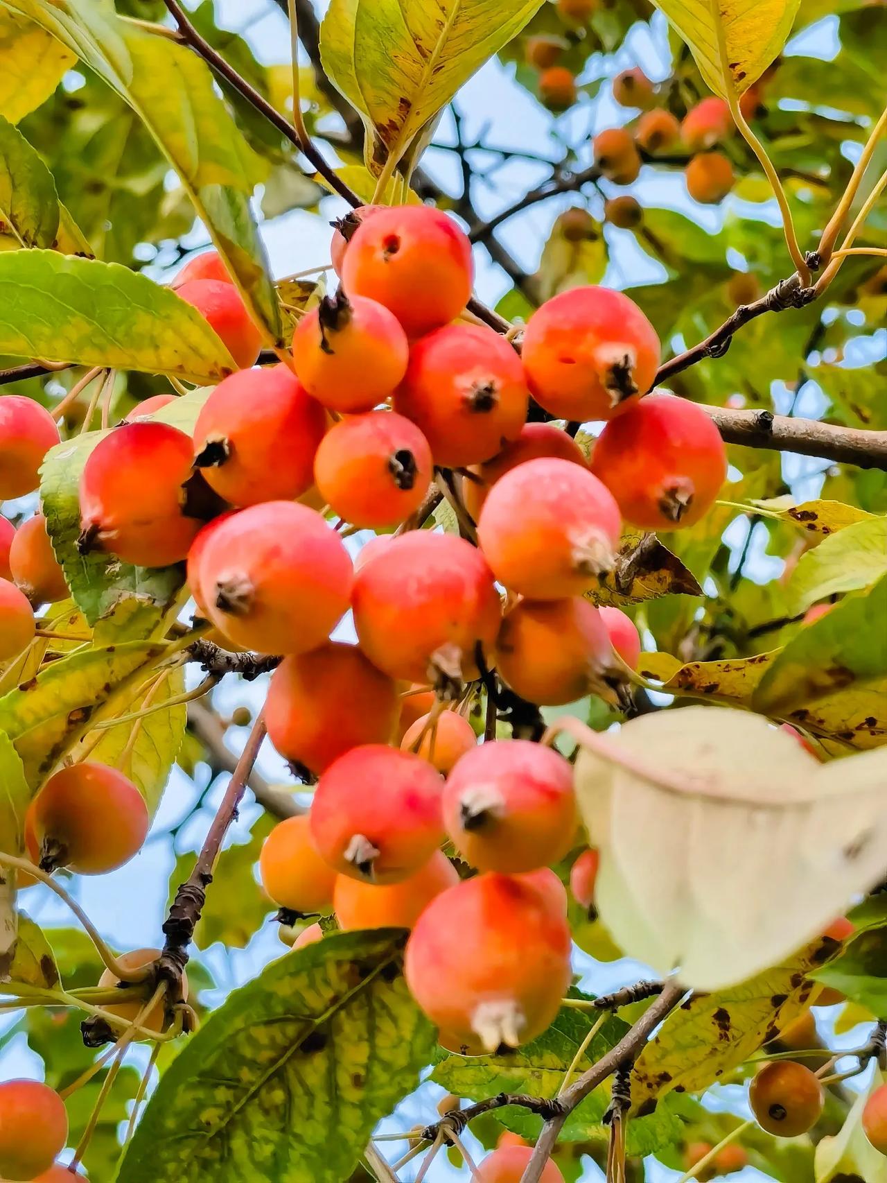 #秋日生活打卡#
看到路边的山楂树上的累累果实，你想到了什么？我想到的是，现在人