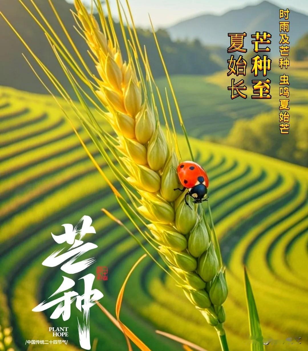 芒种一到，夏天才算真正开始
 



很多人以为立夏就是夏天，其实错得离谱！真正