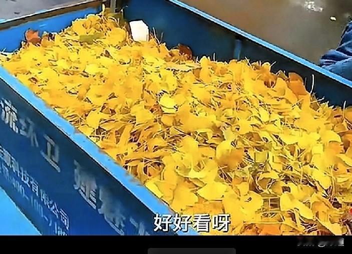 红薯，你们那里都叫做什么地瓜