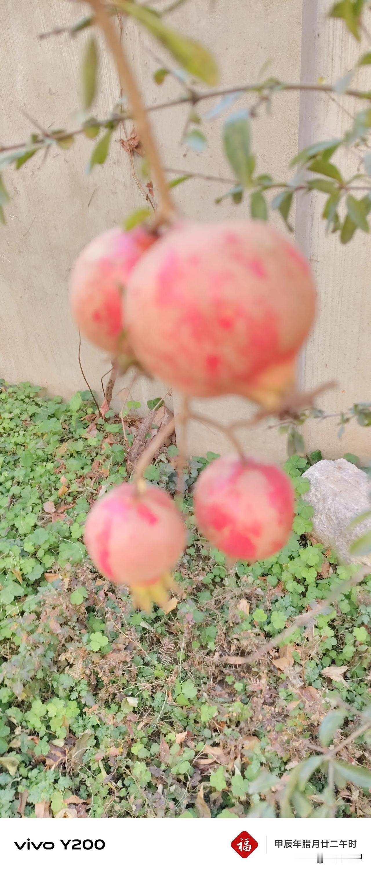 今天在南京看到了仅有的这棵结果树以及仅有的这朵花，这果子很像石榴呢，这朵花和这棵