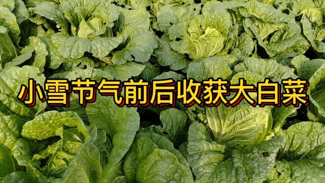 #什么时候收白菜好#在山东地区，小雪前后是收获大白菜的好时候。因为此时的气候条件