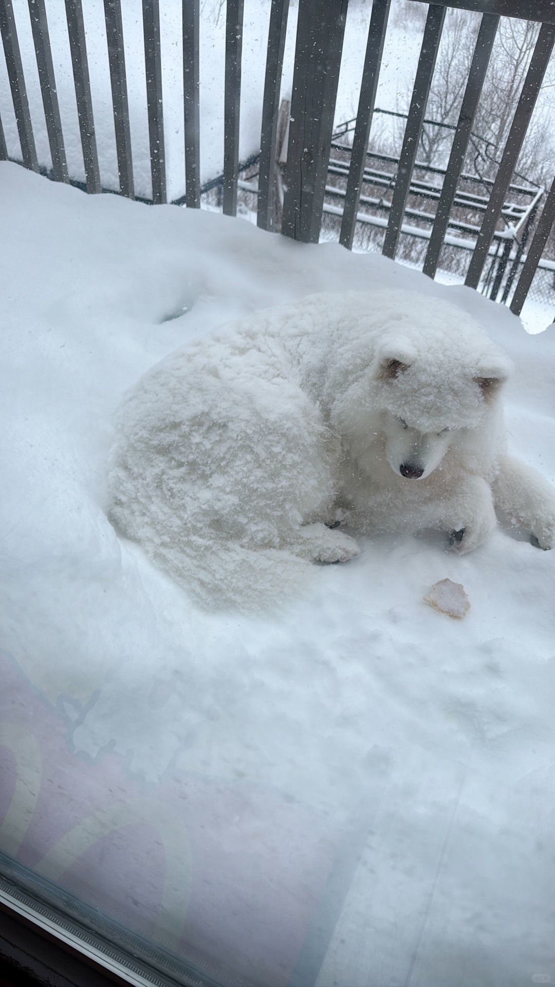 雪橇犬萨摩耶血脉觉醒，大雪天待在屋外不肯进屋 