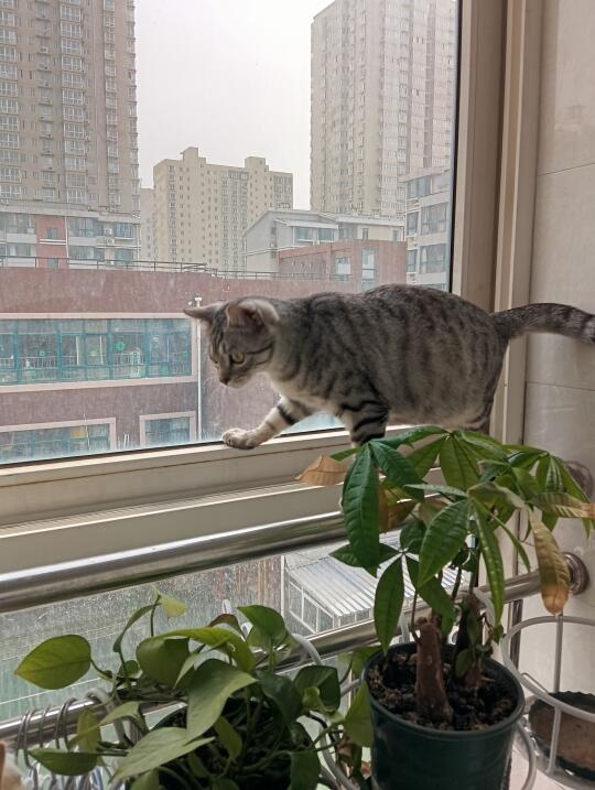 小猫爬窗户，我被吓到了