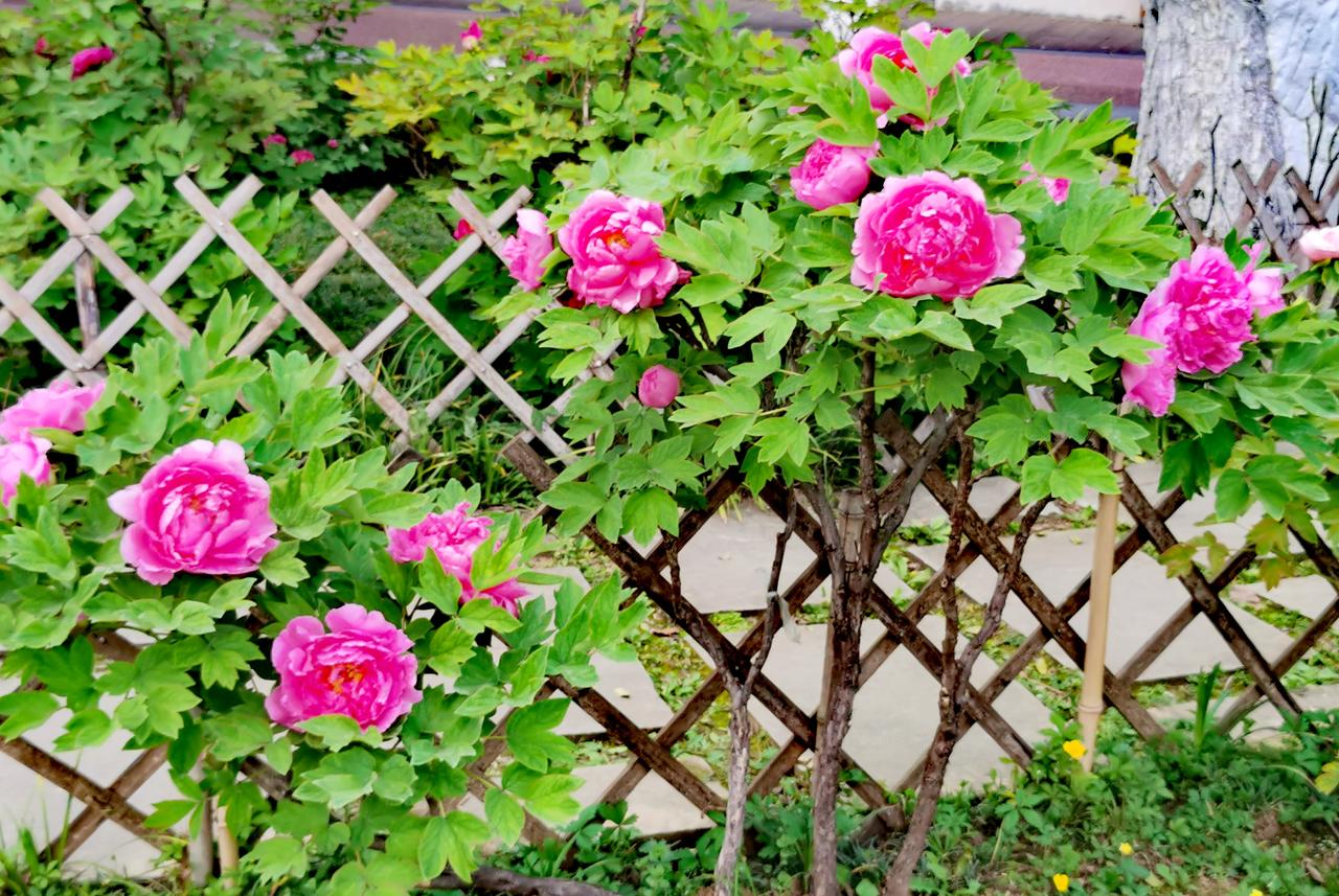 汉中天汉文化公园盛开的牡丹花