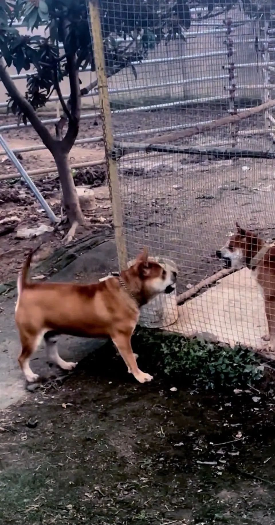 原创。红毛白面对外借配，9个月不到57斤。