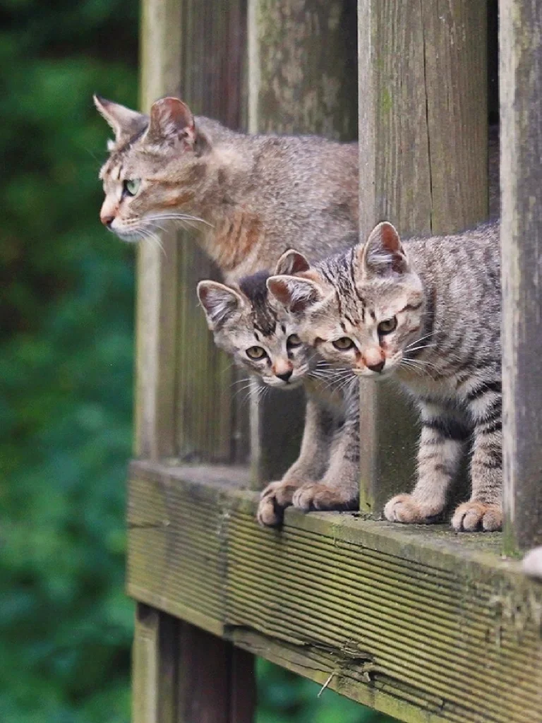 猫妈妈和她的双胞胎