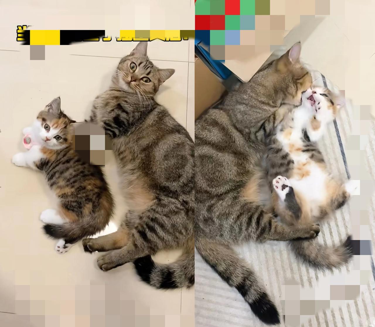 谁懂啊！
     刷到流浪猫母女俩蜷在小伙子被窝里的画面，心都要化了！
   