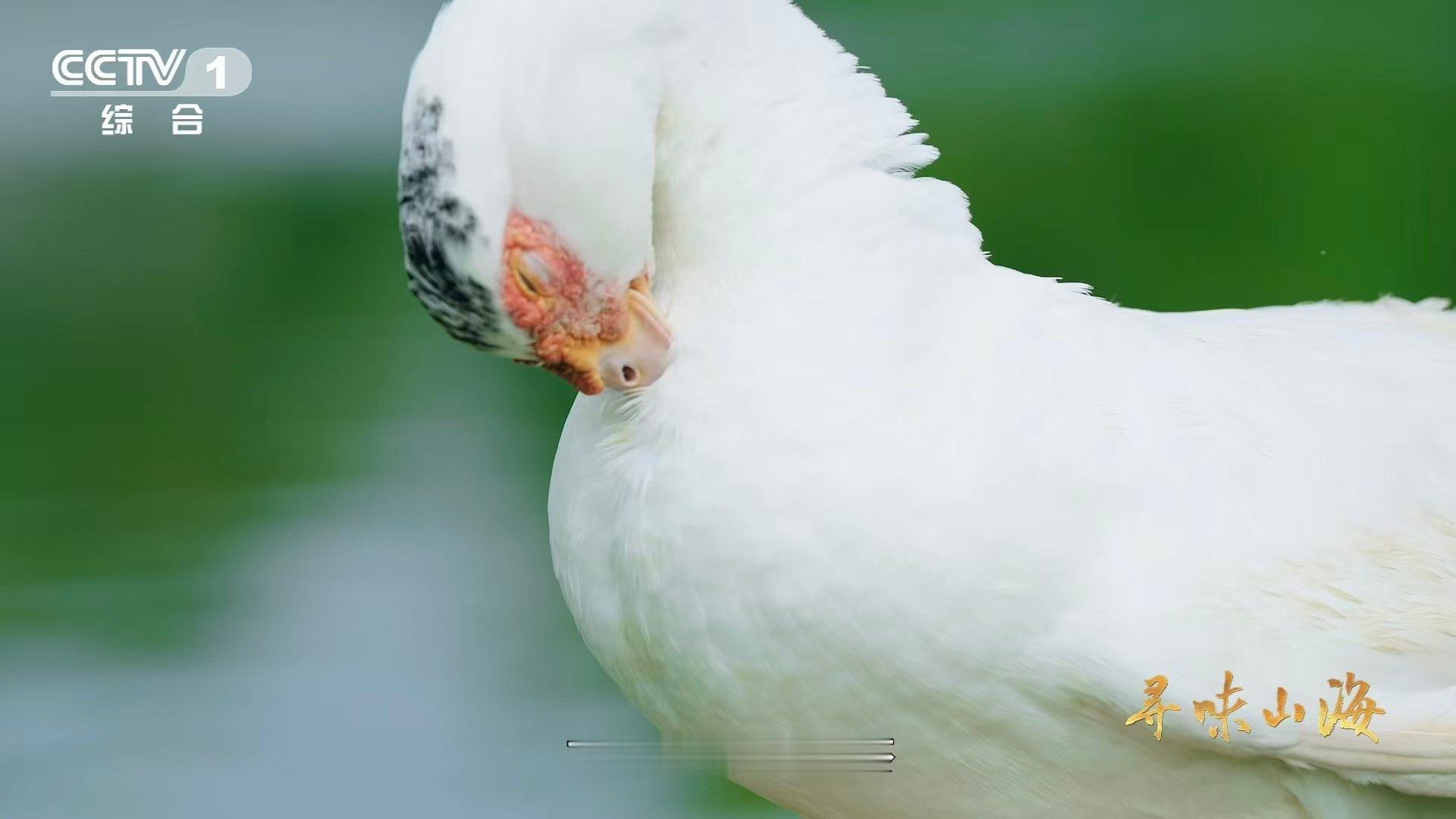 湖北这种鸭子的肉质能比肩牛肉湖北一处奇湖上岛屿多达1002座 尝一口阳新鸭，鲜香