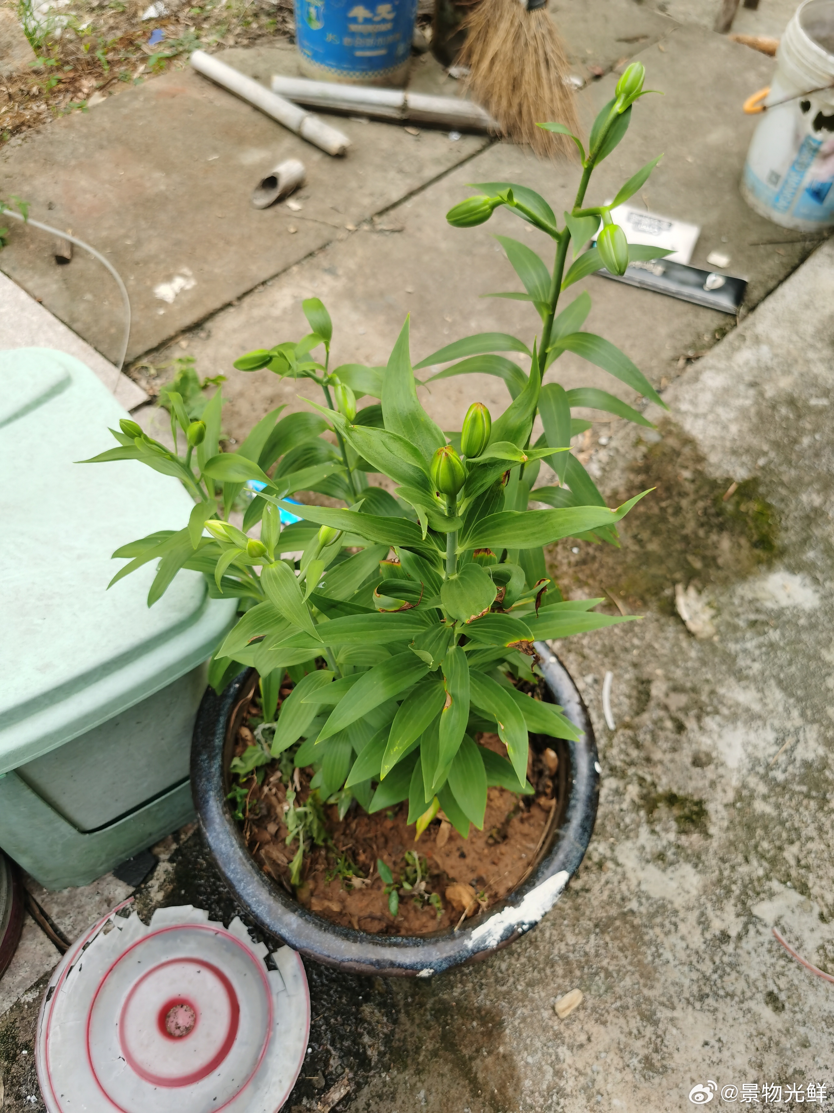 6月看到网友种的百合，心里痒痒网上下单跟风种了，7月小花苞爆满了，接下来静待花开