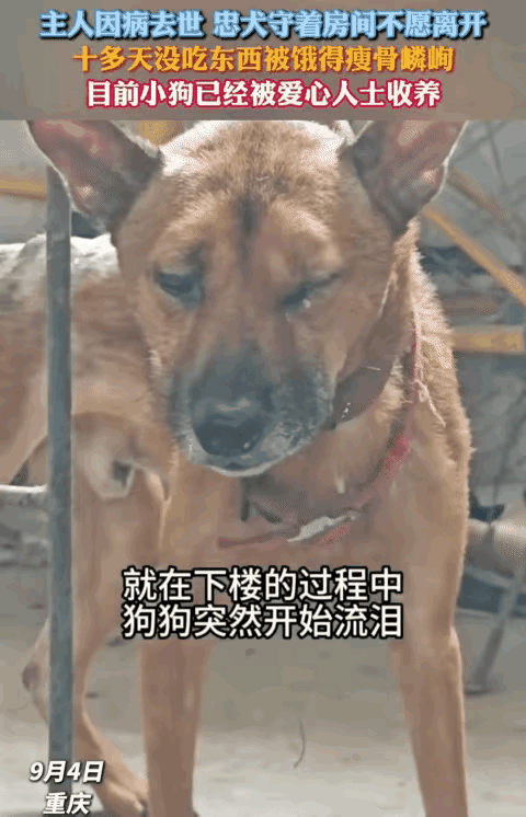 一觉醒来，这只狗的天塌了。
重庆一位70岁的老人因病离世，留下共同生活多年的黄狗