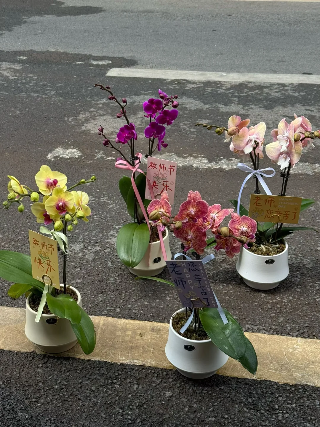 教师节送蝴蝶兰首选～
