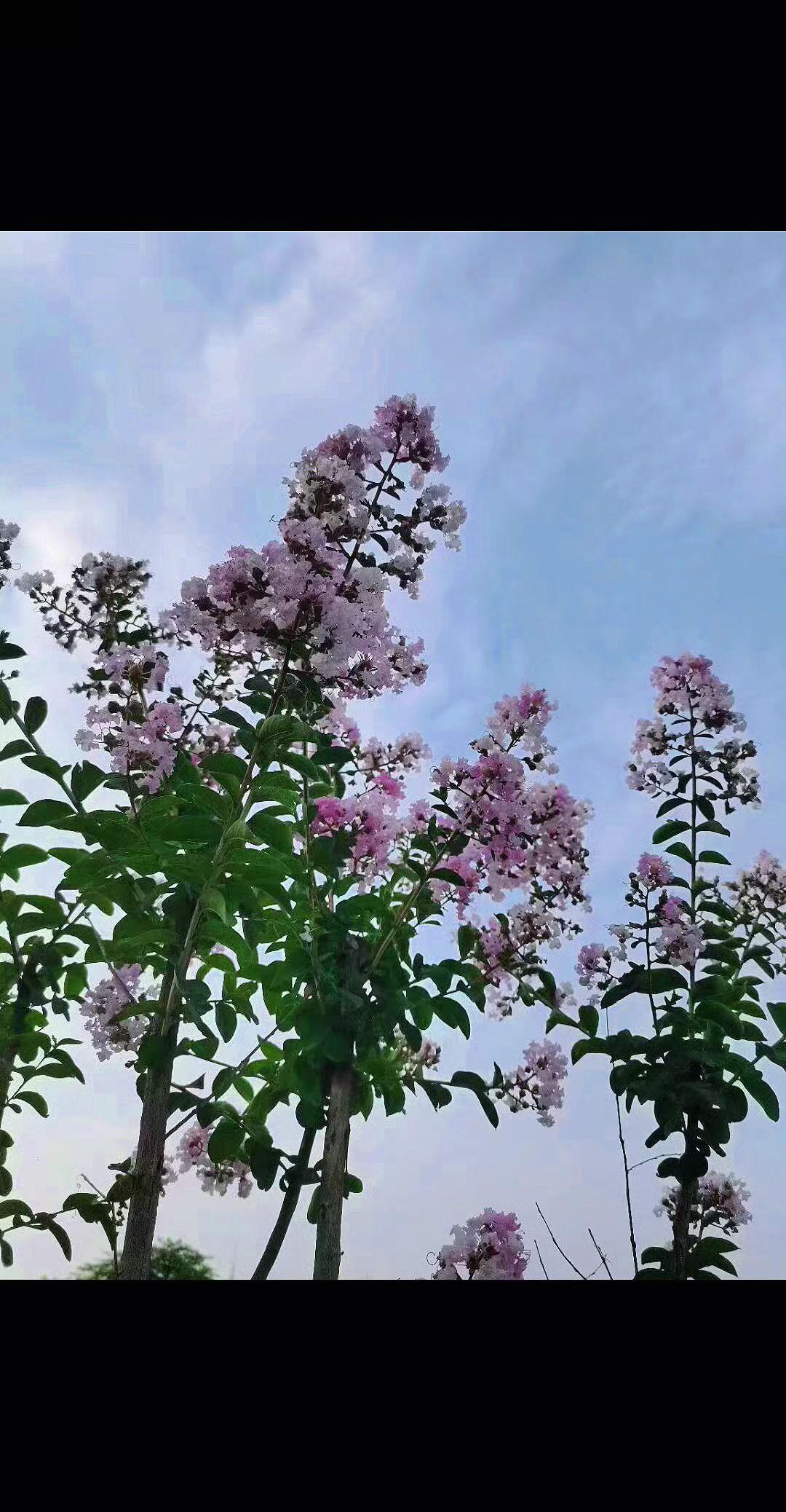 抖音玩法达人 创作者中心 创作灵感