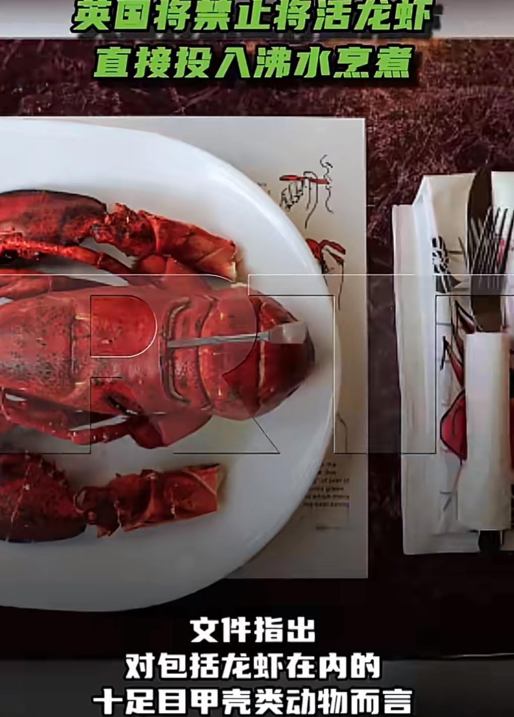 英国打算立个新规矩，以后不能再把活龙虾直接扔进沸水里了。

根据他们环境部门最近