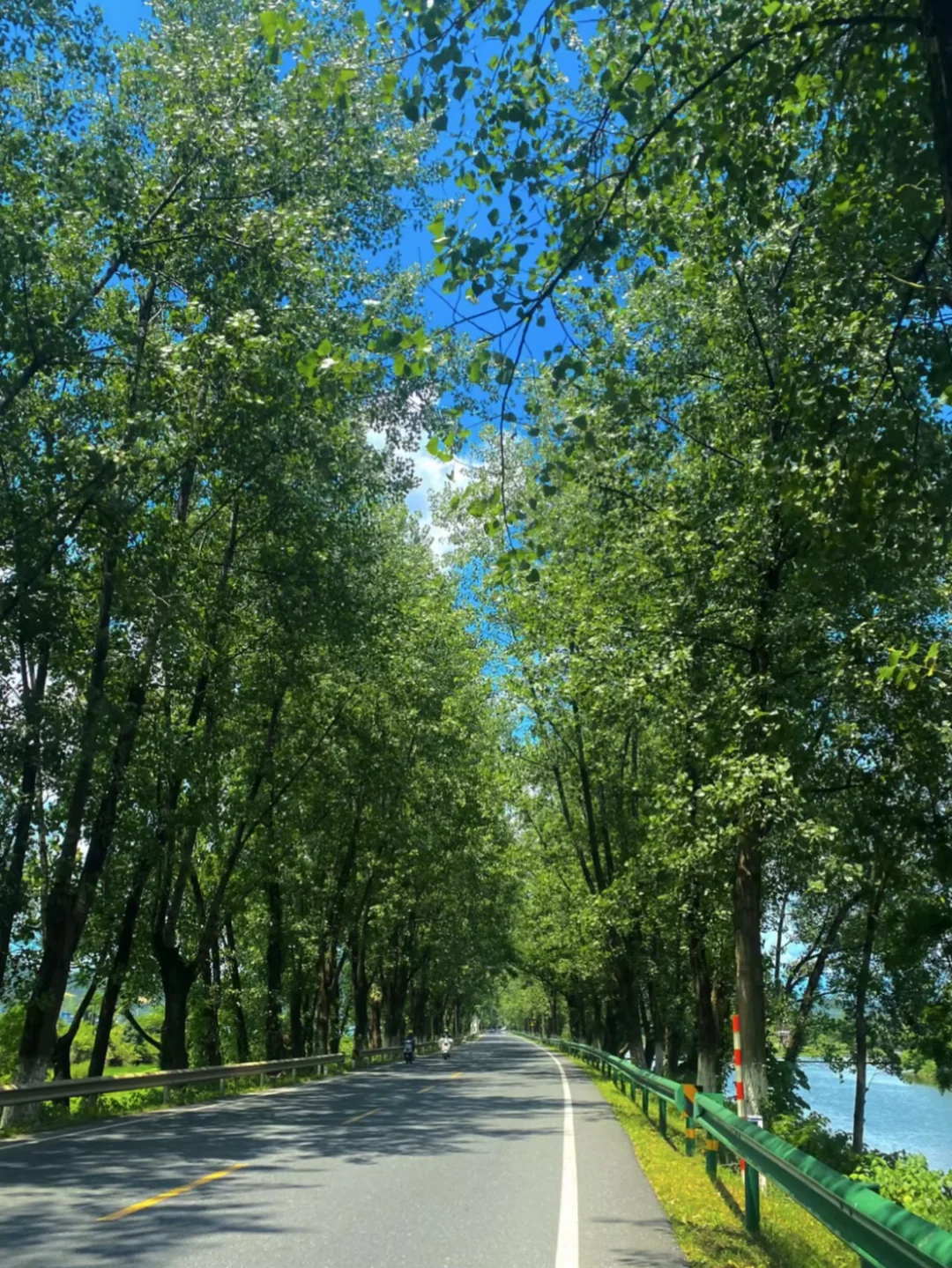 走，去有风有树有阳光的路上🍃