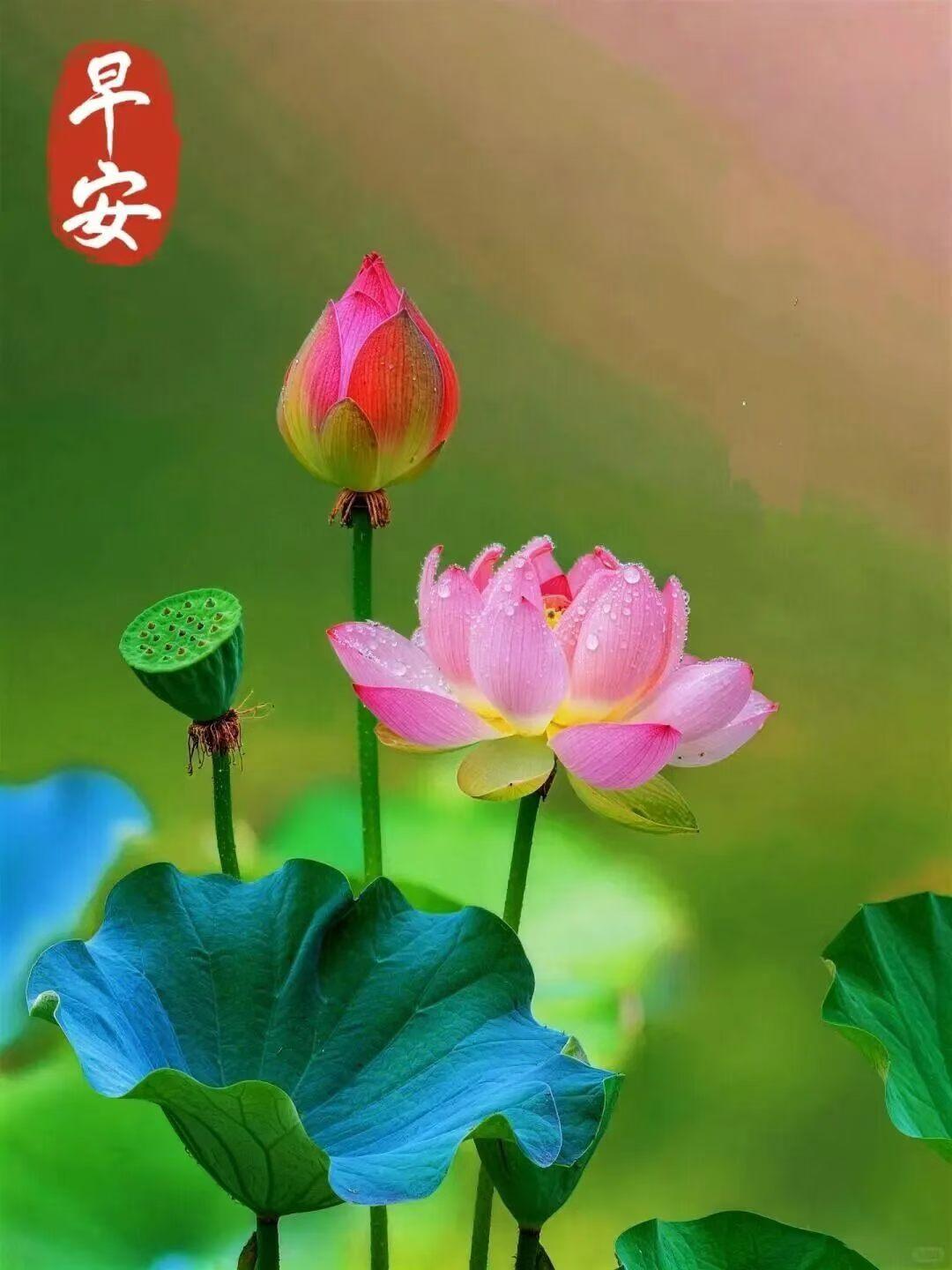 早上好，愿大家夏日乐悠悠，生活甜蜜蜜[玫瑰][玫瑰][玫瑰]