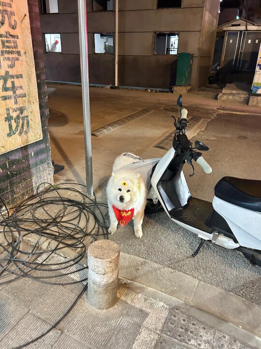 历史总是惊人的相似，猪咪衣服的一百种死法