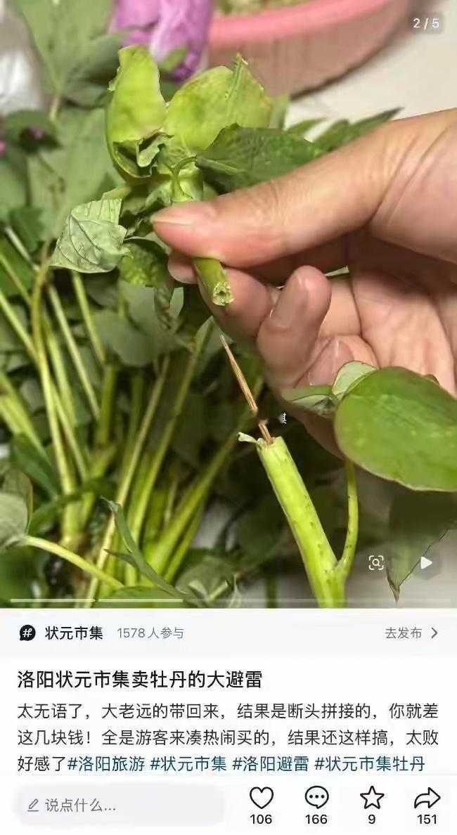 游客称在洛阳一市集买的牡丹，竟是牙签固定的 “断头花”！市集回应：已关注，正核实
