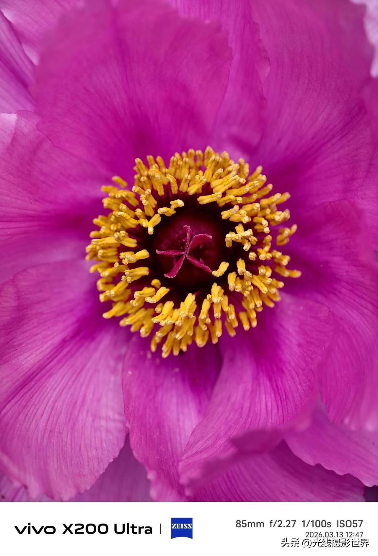 3月13日，重庆红岩村的牡丹花还是芍药花盛开了……虽然快要接近尾声了，但是，总体