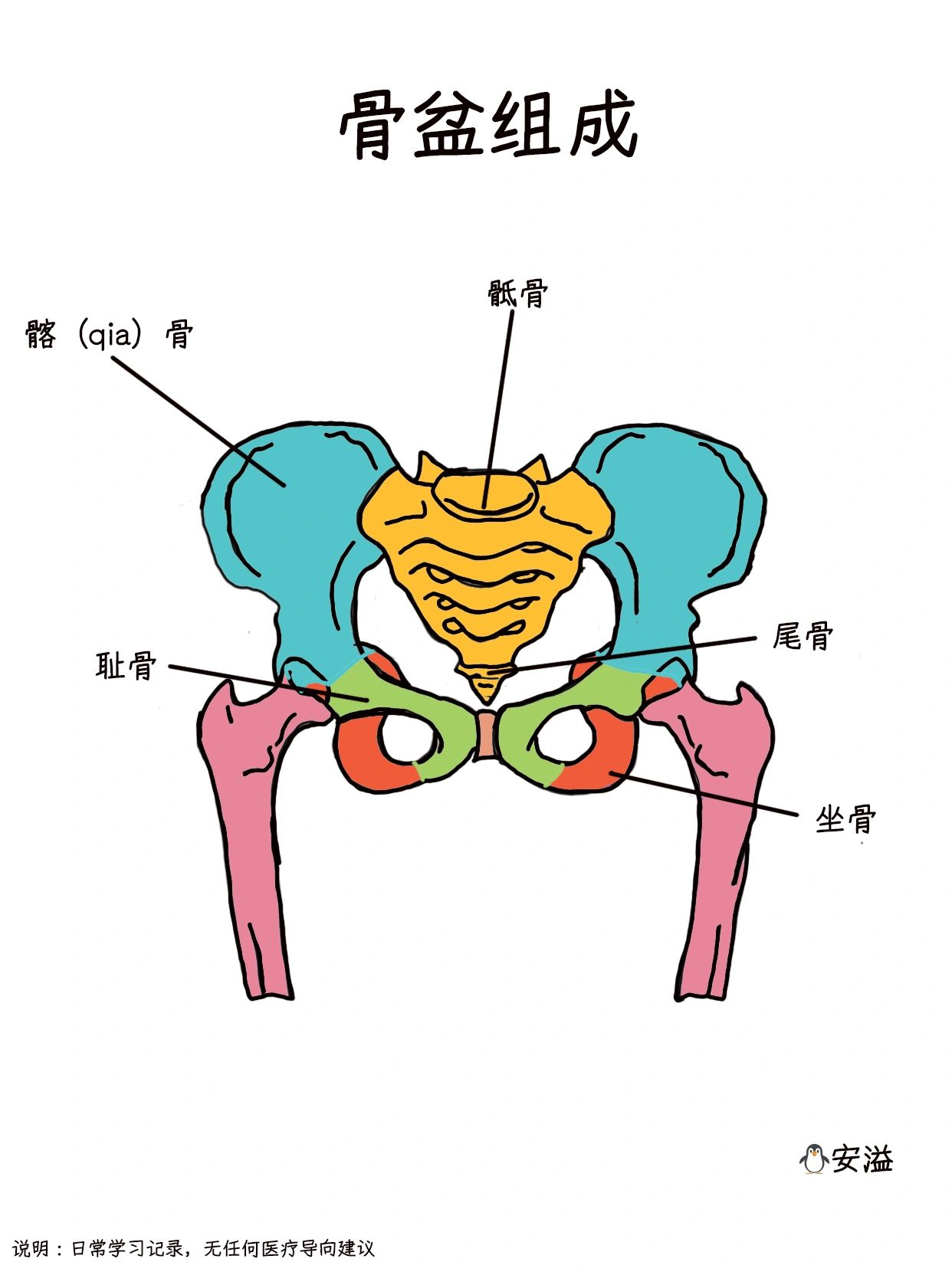 边画画边学医之‖骨盆组成