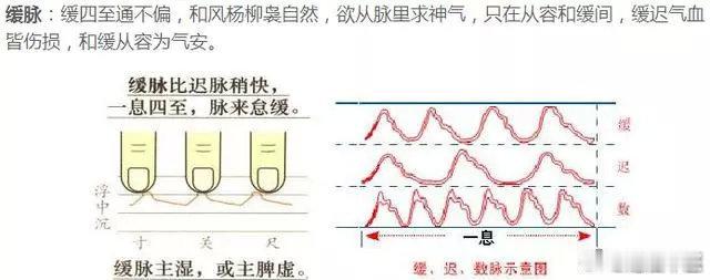 中医脉诊；“缓脉”主病：“缓脉”是指患者的脉相，一息四至，来去弛缓松懈。体状诗：