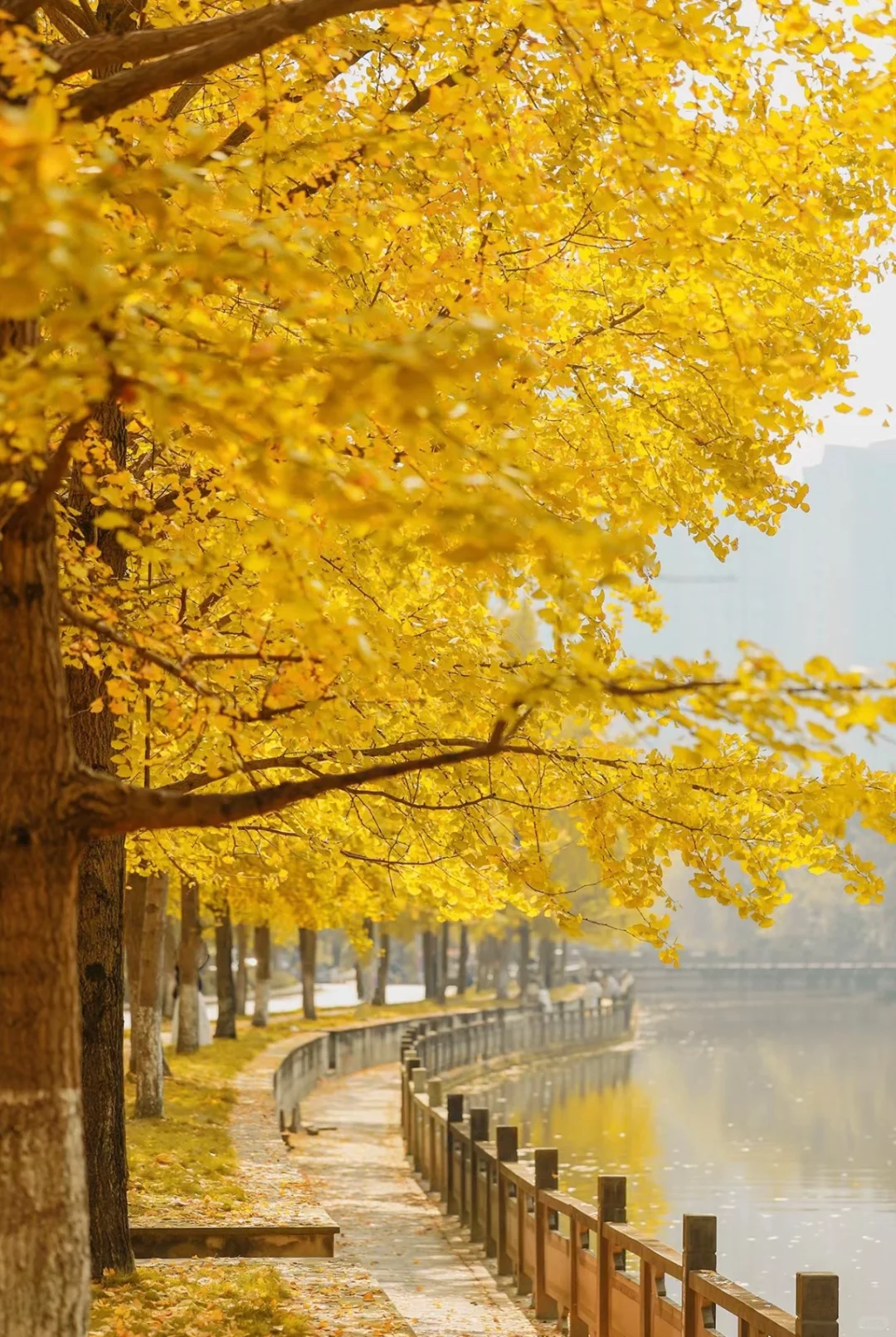 成都银杏拍照🍂｜这10个地方你一定不要错过~