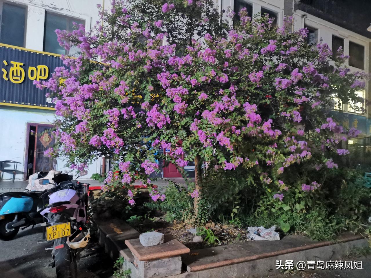 藏在鑫古城！胶州这棵紫薇繁花满枝！俗语有言“盛夏绿遮眼，此花红满堂”。在胶州鑫古
