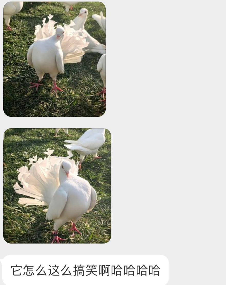 自信满满的咕咕 ​​​