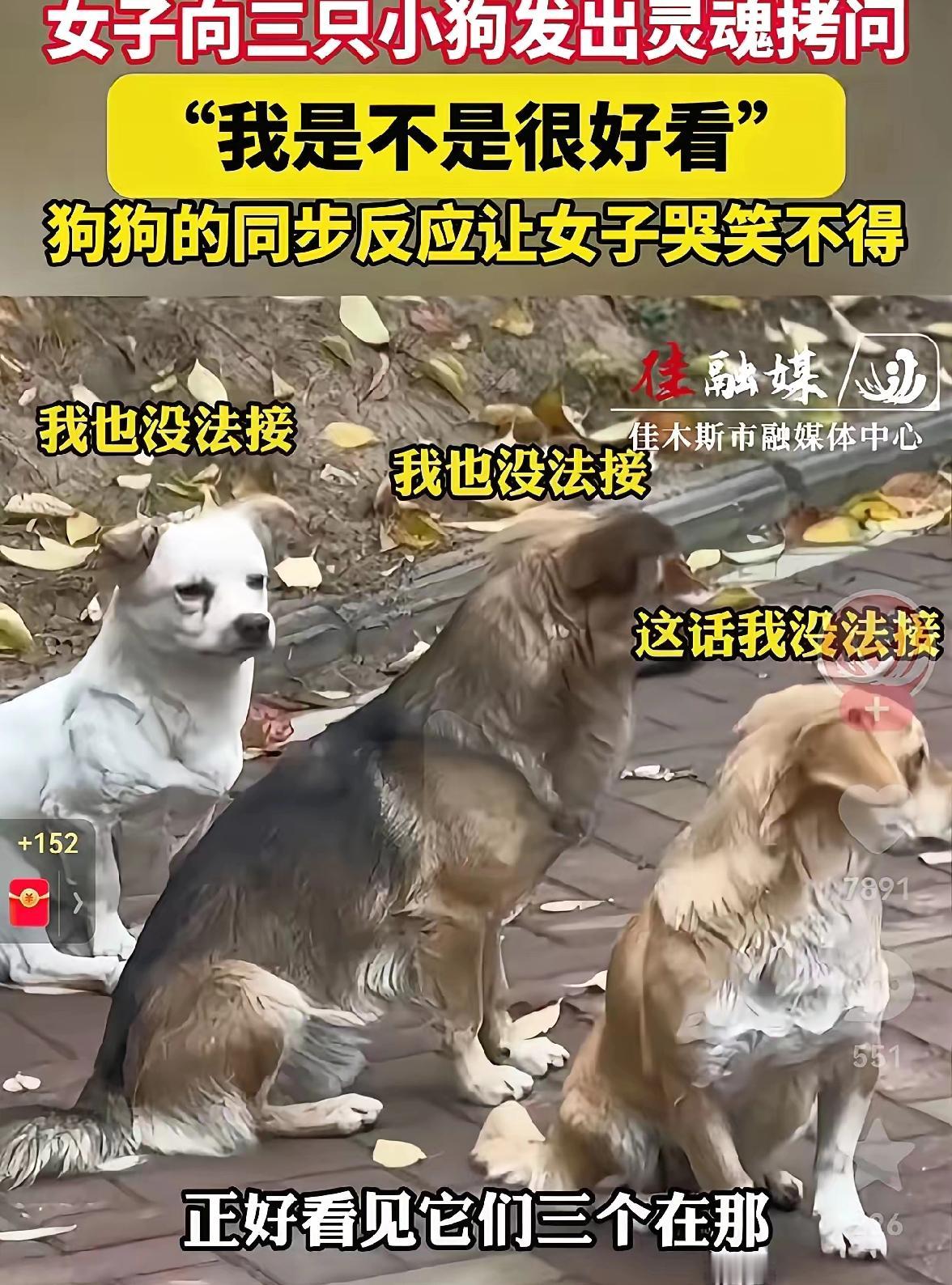 笑不活了！怎么这么臭美呢？
女生上班路上撞见三只小狗眼巴巴望着自己，瞬间自信心爆