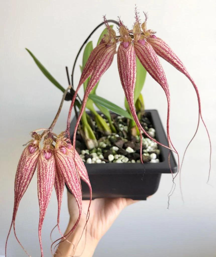 伊丽莎白石豆兰
Bulbophyllum Elizabeth Ann 'Buck