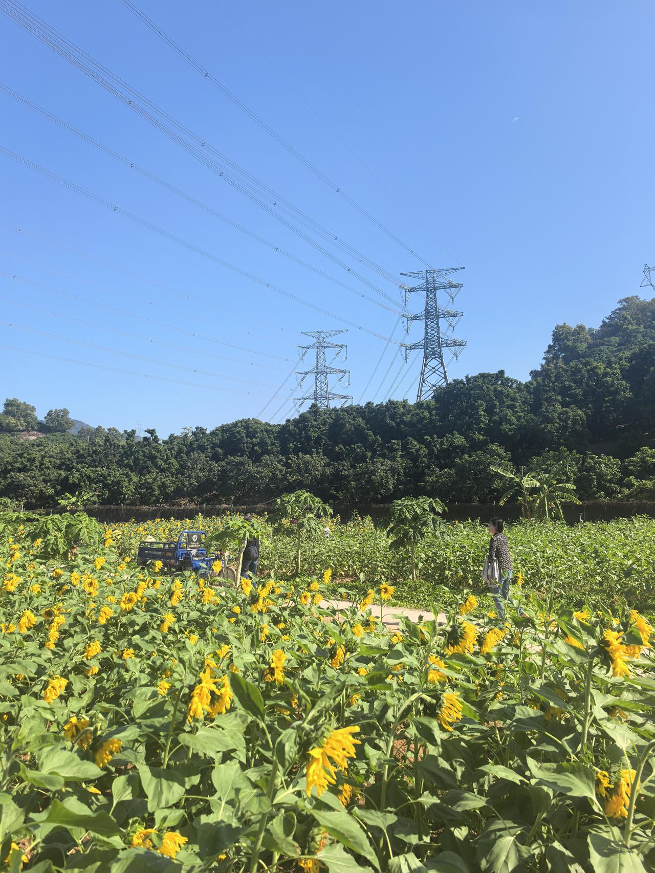分享一张你在深圳的照片深圳的冬天是这样子，花在开，树依然绿，天更蓝。
