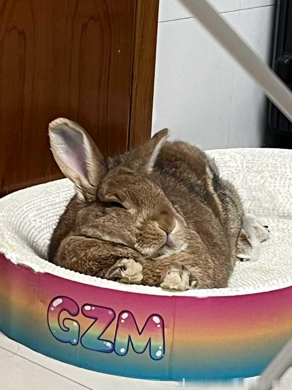 14288🐇发现猫窝和兔宝也蛮合适的（） 