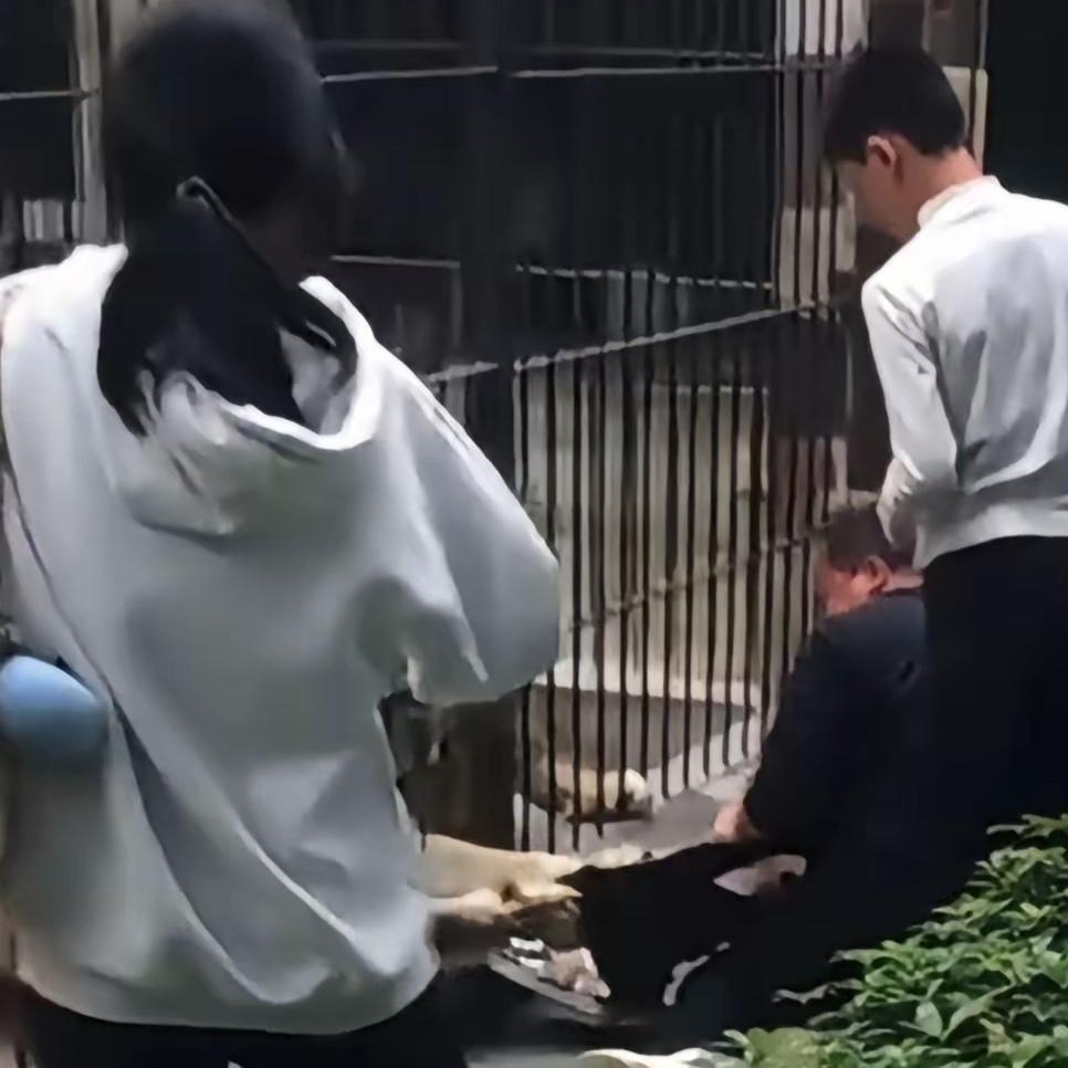 谁敢信？在广东汕头中山公园动物园，一名女童想投喂狮子，结果饲养员竟直接“开绿灯”