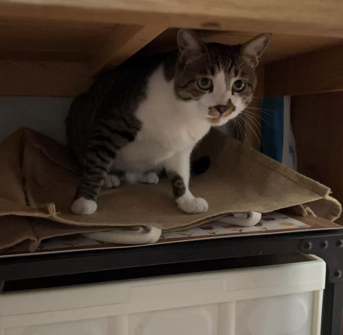 嗨嗨嗨签到签到签到签到           