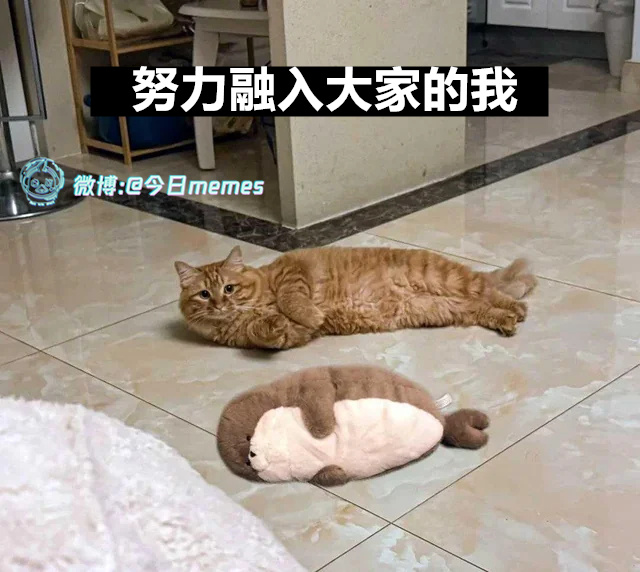 同类（9gag）今日meme 今日memes