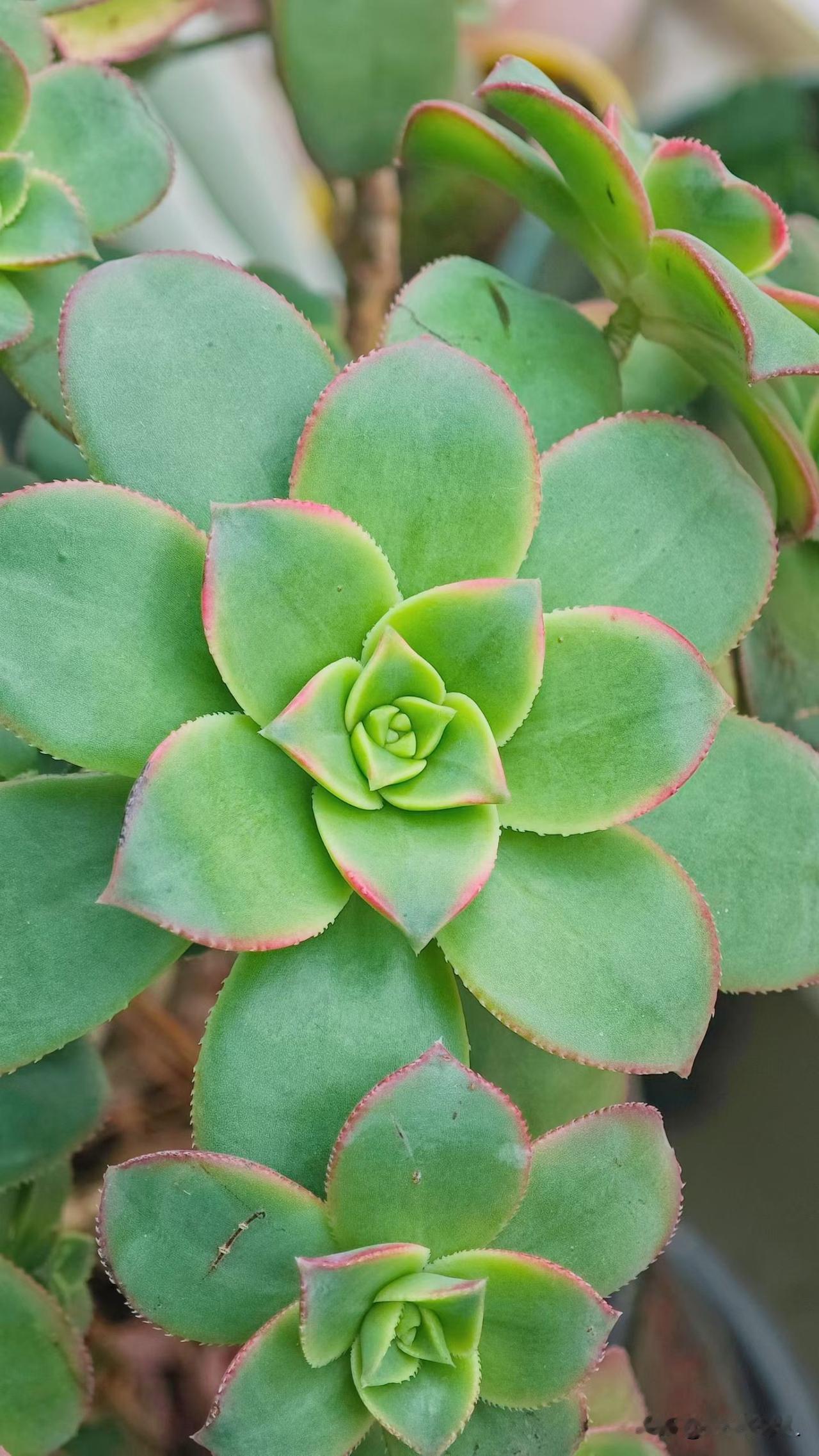 相册里的花花草草终于认识到一种叫“多肉”的植物。这肉嘟嘟的算是叶子吗？