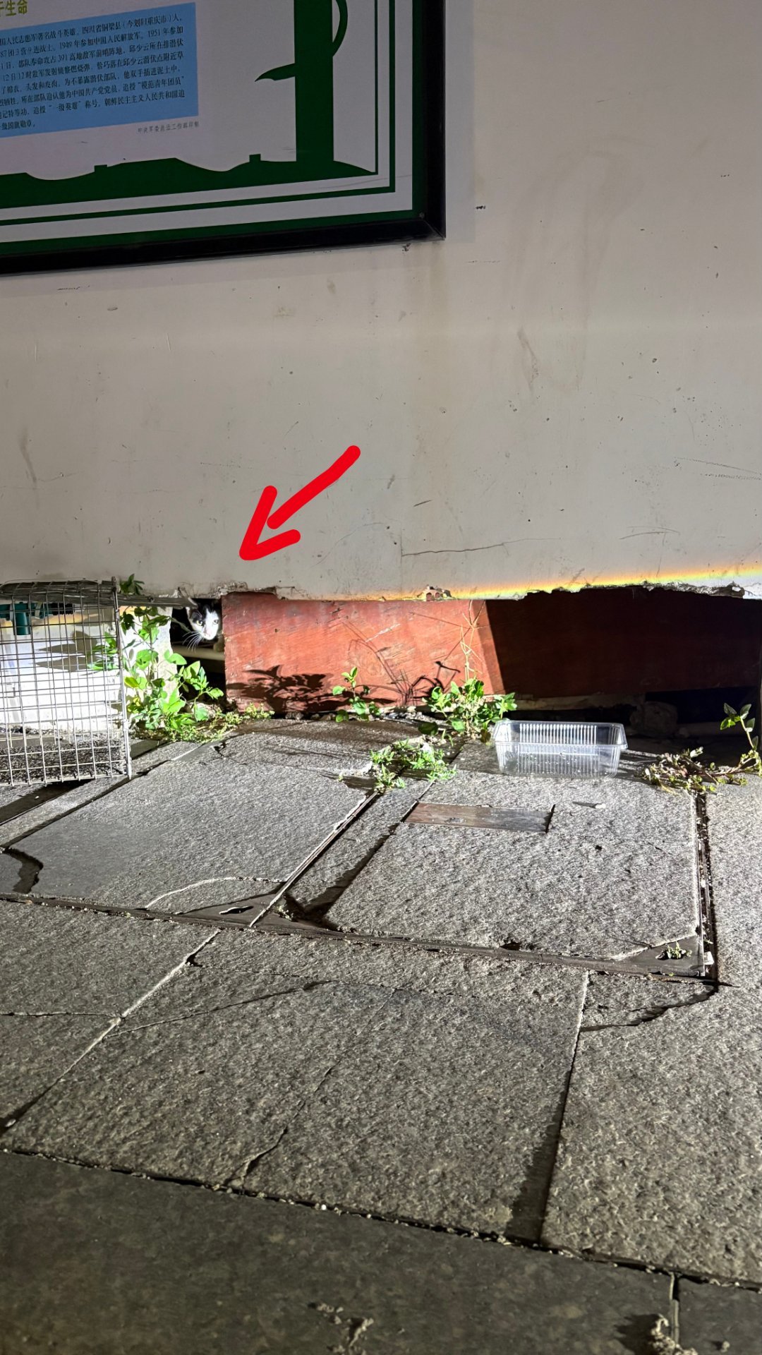 烂尾楼的小小排水洞被蓄意堵住了。这本是流浪猫半夜的进出口，也没什么进出，其实就是