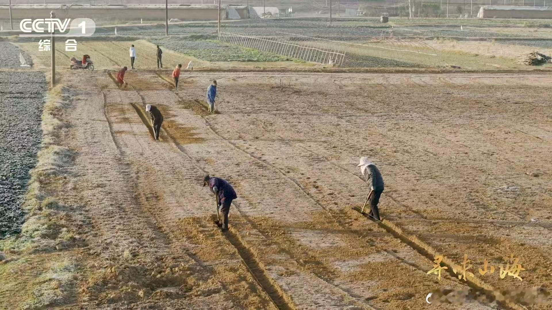 会吹泡泡的蔬菜湖北有种0摄氏度严选青菜 随州泡泡青，学名皱叶黑油白菜。叶片肥厚深