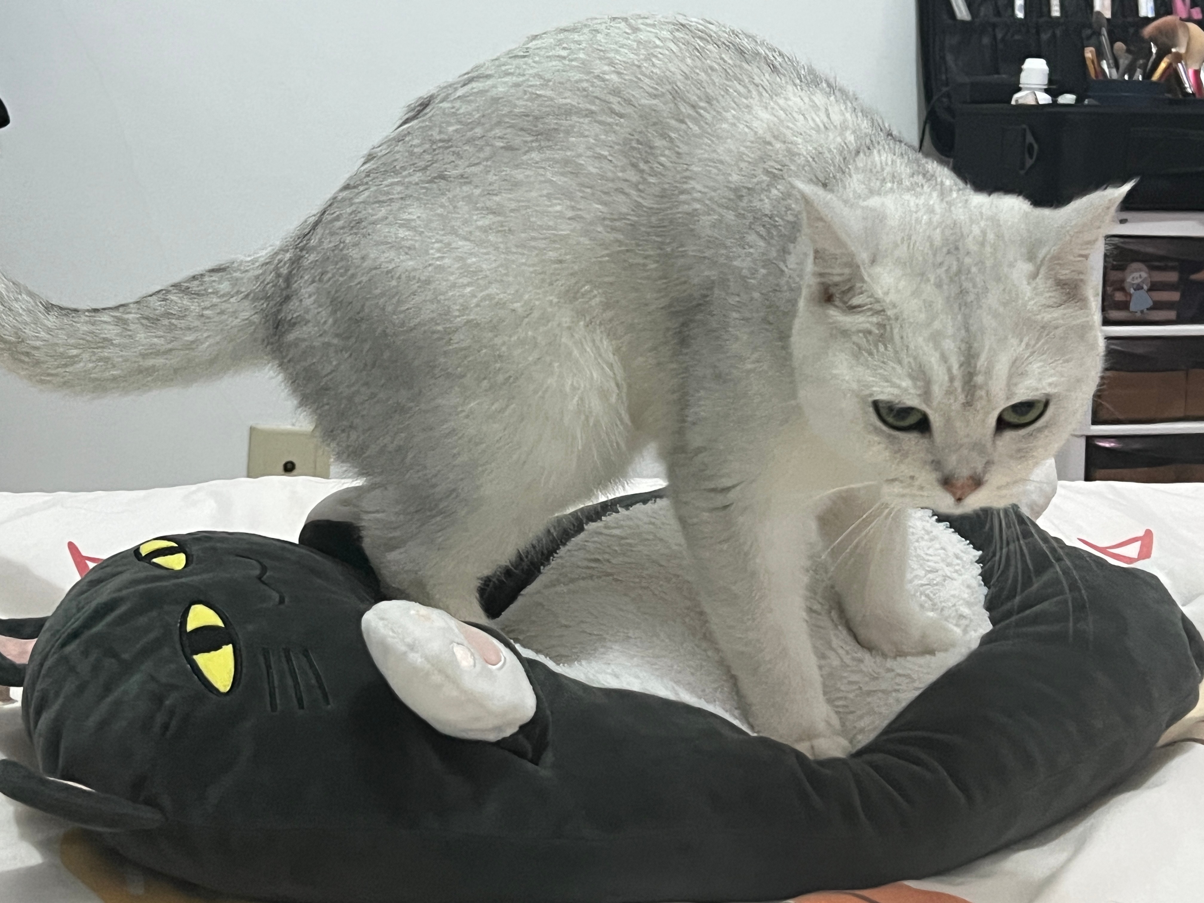 她真的很会霸凌 ​​​