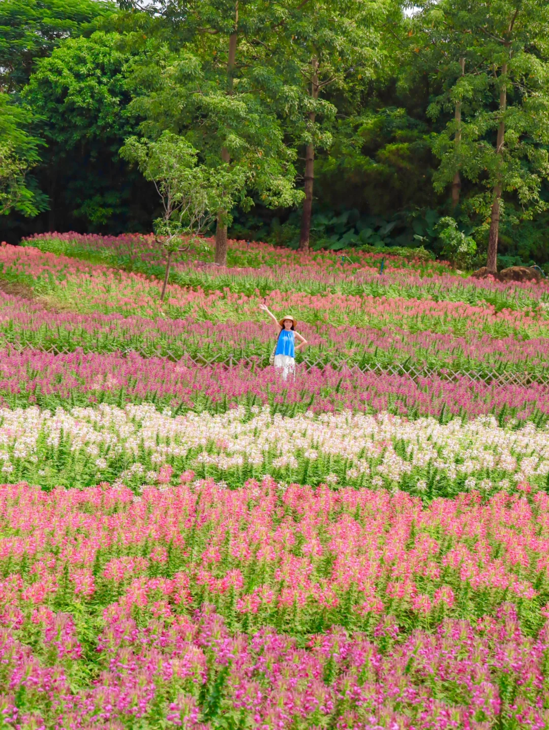 10.10实拍！广州这片油画花海🌷太好看啦！