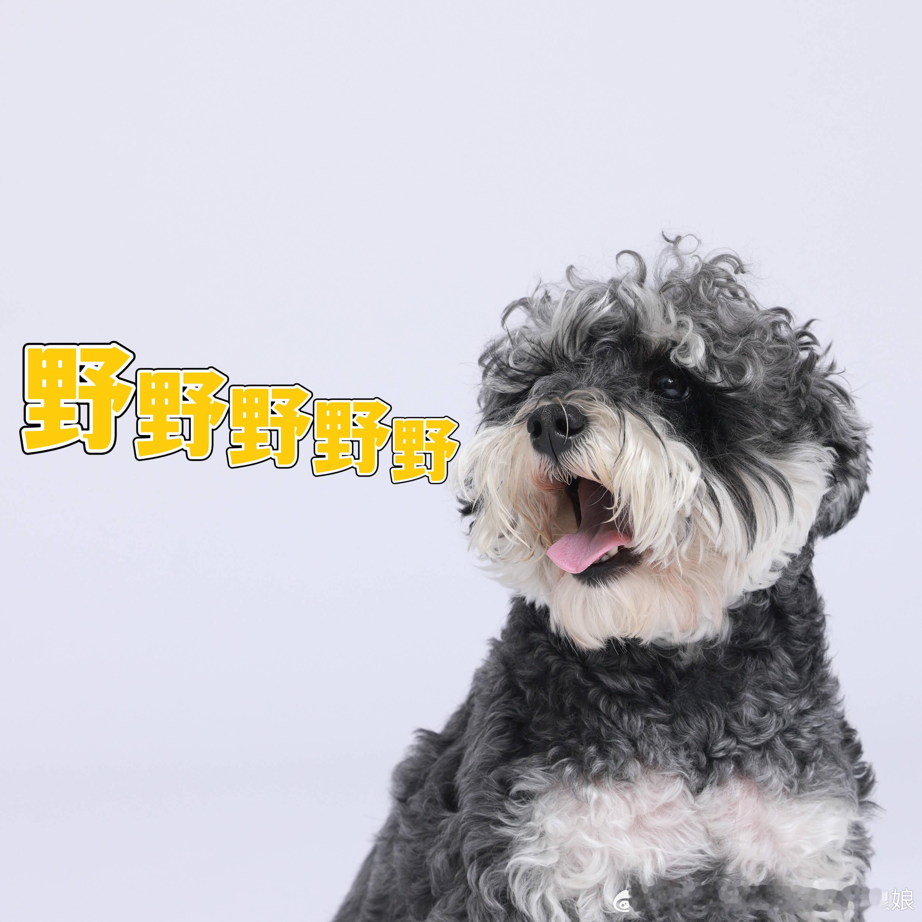 八卦小狗！今晚就去偷狗去！ ​​​