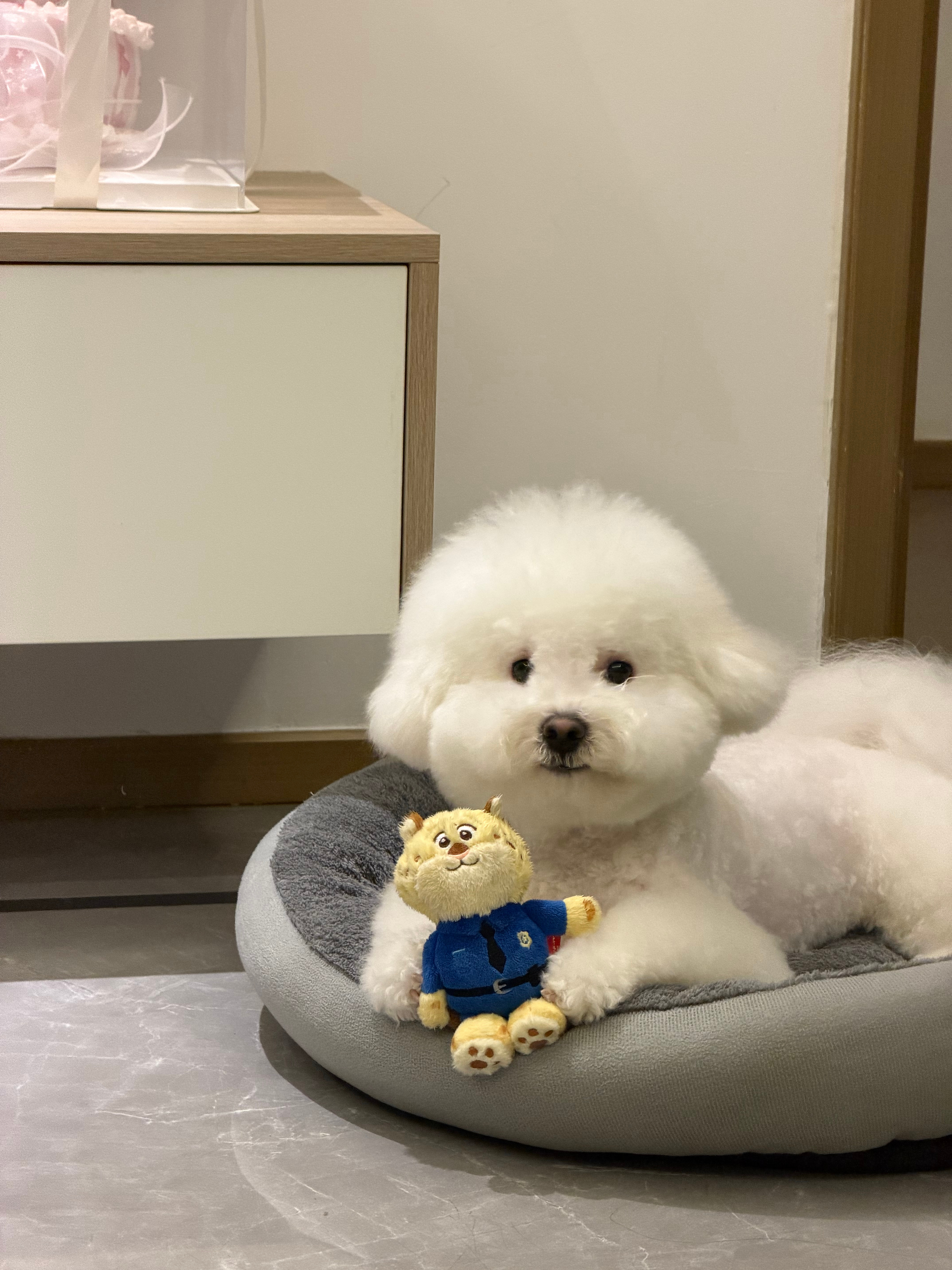 才发现今天的美容师给年糕默默剪了个微笑唇哈哈哈哈哈哈哈哈 好萌呀 ​​​