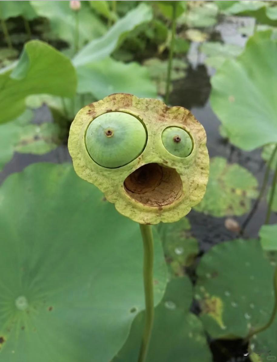 女子：我老公不爱我了，
闺蜜：怎么了？
女子：他有奇怪的癖好！
闺蜜：啊，不会是