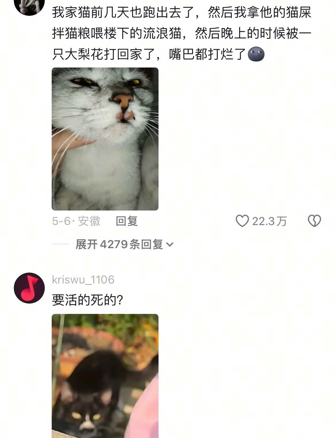 主人悬赏狸花猫找自家猫 ​​​
